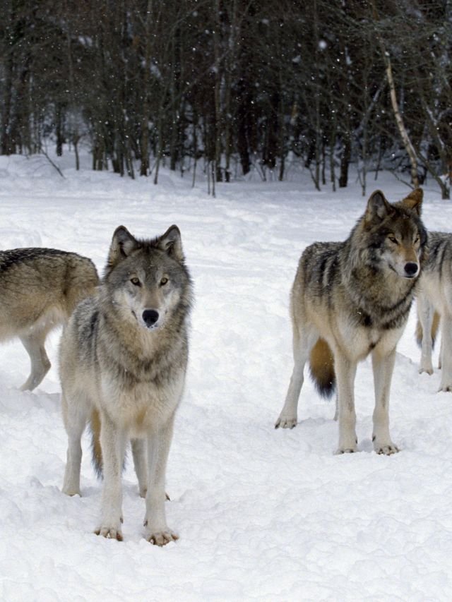 8 animals with incredible night vision